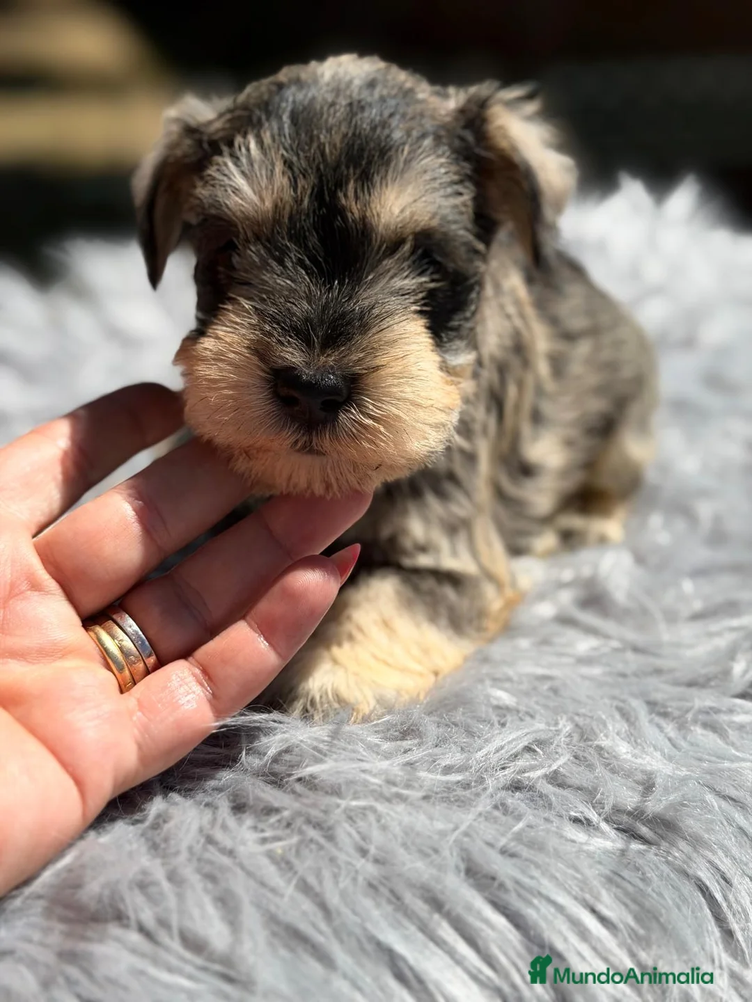 Schnauzer Miniatura perros en venta: SCHNAUZER MINIATURA SAL Y PIMIENTA  - Anuncio 2