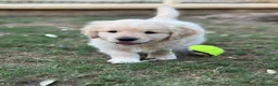 Golden Retriever perros en venta: Golden Retriever  - Anuncio 6