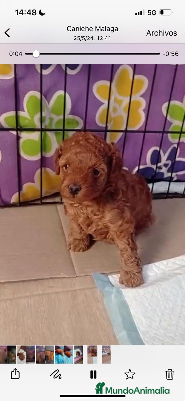 Caniche Enano perros Caniche apricord en Badajoz - Anuncio 2