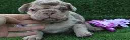 Bulldog Francés perros en venta: Bulldog francés exóticos - Anuncio 9