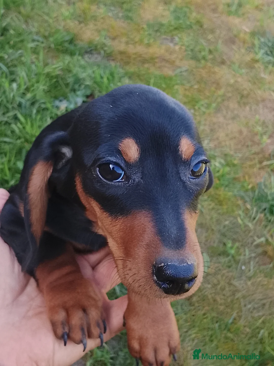 Teckel Miniatura perros en venta: Preciosa camada de teckel miniatura negro fuego  - Anuncio 1