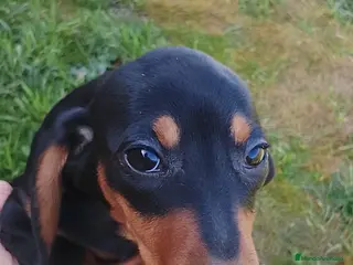 Teckel Miniatura perros Preciosa camada de teckel miniatura negro fuego - Anuncio 1