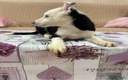 Border Collie perros en venta: Último border collie  - Imagen 1