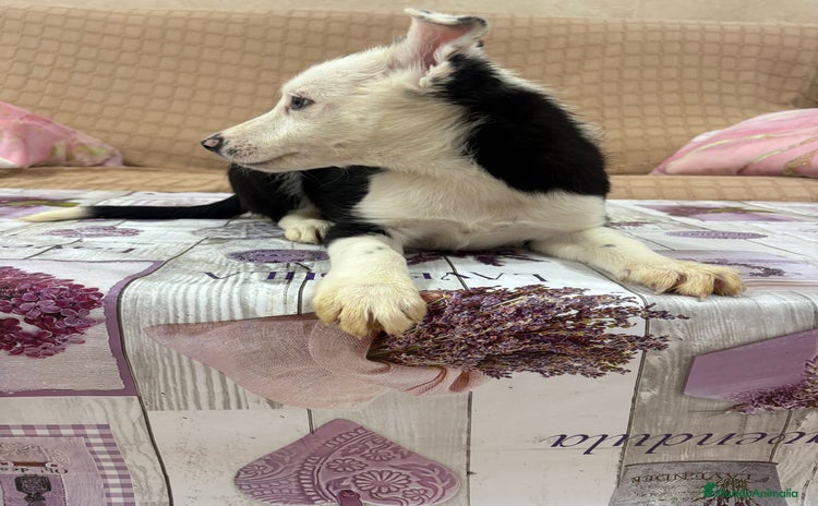 Border Collie perros - Anuncio 1