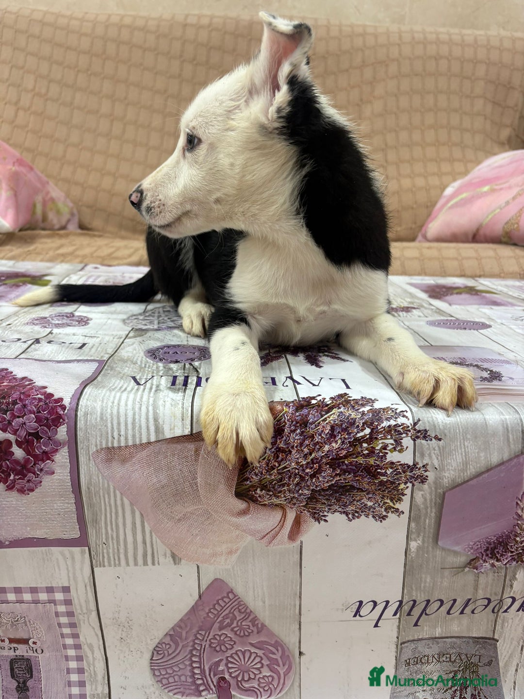 Border Collie perros en venta: Último border collie  - Imagen 1