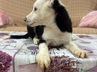 Border Collie perros - Anuncio 13