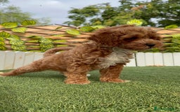 Caniche Toy perros en venta: CANICHE TOY MACHO - Imagen 7