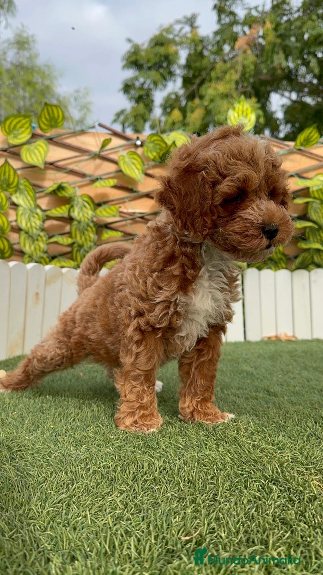 Caniche Toy perros en venta: CANICHE TOY MACHO - Imagen 7