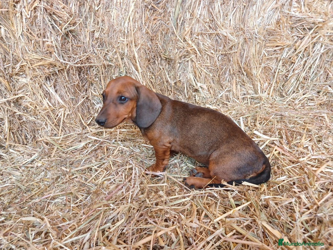 Teckel perros en venta: TECKEL CALIDAD Y SELECCIÓN  - Imagen 5