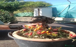 Teckel perros en venta: Tekel  - Anuncio 3