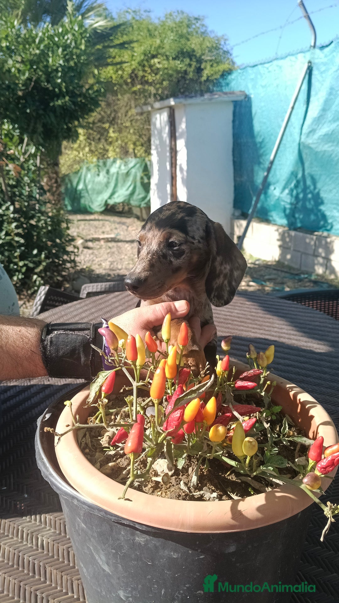 Teckel perros en venta: Tekel  - Anuncio 3