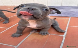 American Bully perros en venta: American bully pocket  - Imagen 2