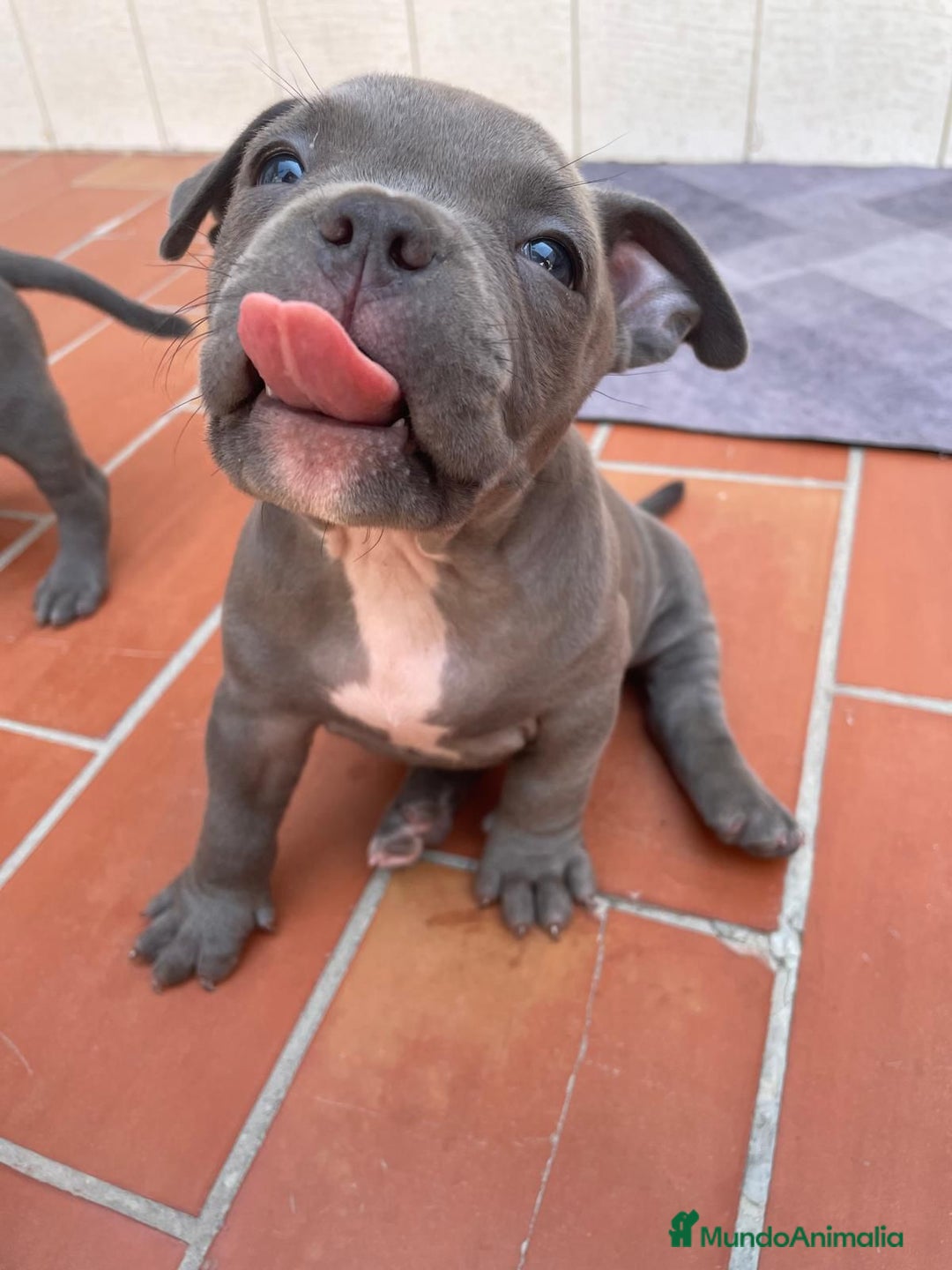 American Bully perros en venta: American bully pocket  - Imagen 2