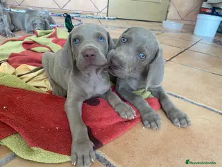 Weimaraner perros Bracos de weimar - Anuncio 2