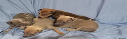 Raza Mixta perros en venta: Camada de Greyhuahua  - Anuncio 2