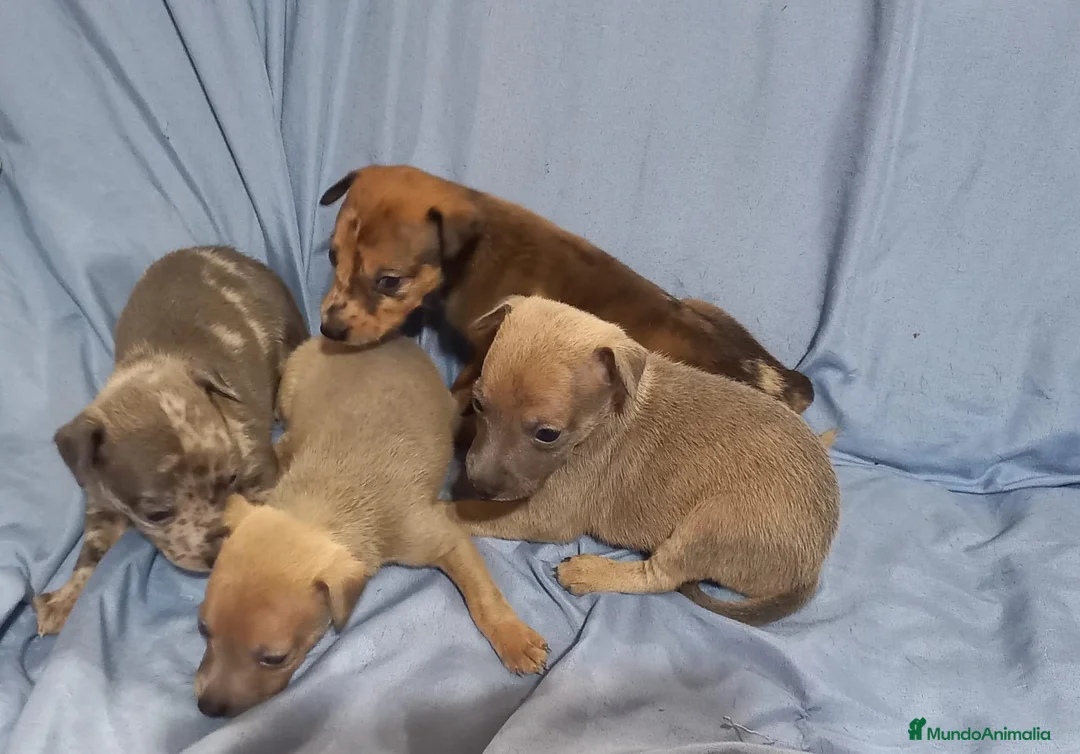 Raza Mixta perros en venta: Camada de Greyhuahua  - Anuncio 2