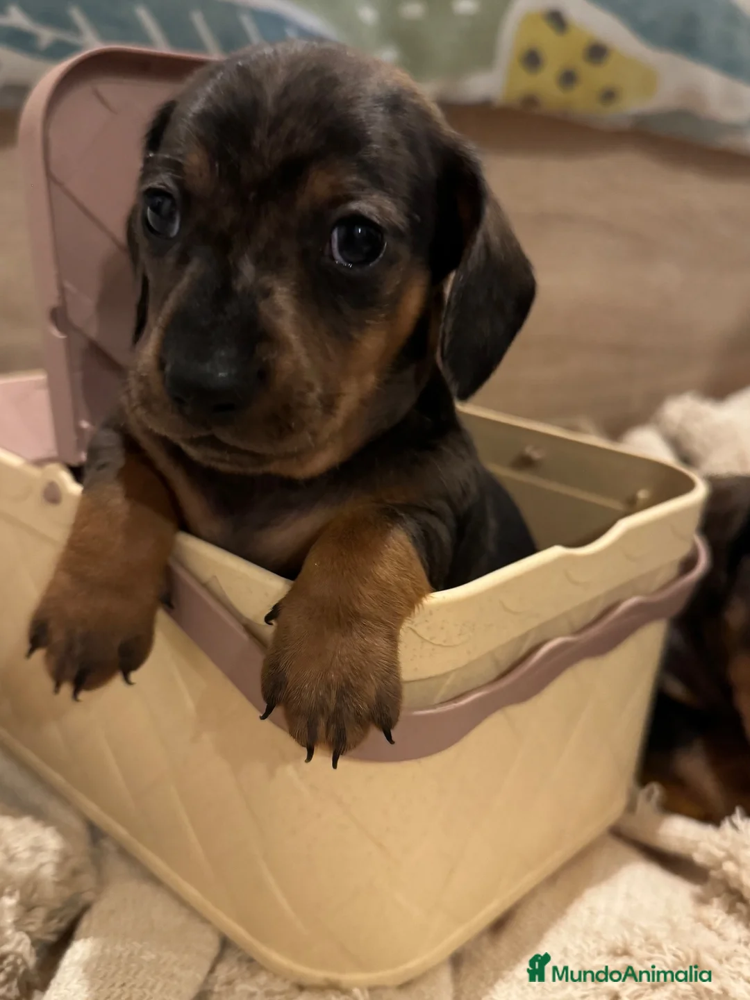 Teckel perros en venta: Nueva Camada de Teckel 🐶 - Anuncio 7