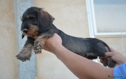 Teckel perros en venta: Teckel standard pelo duro  en Zamora - Imagen 2