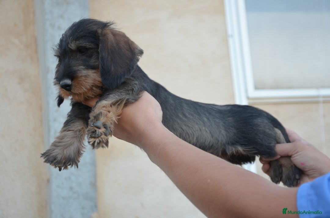 Teckel perros en venta: Teckel standard pelo duro  en Zamora - Imagen 2
