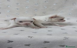 Chihuahua perros en venta: Chihuahua macho y hembra  - Imagen 1