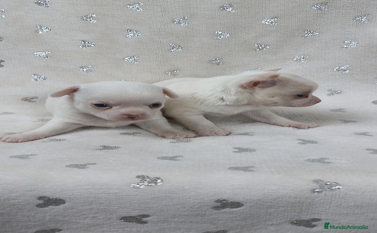 Chihuahua perros - Anuncio 2