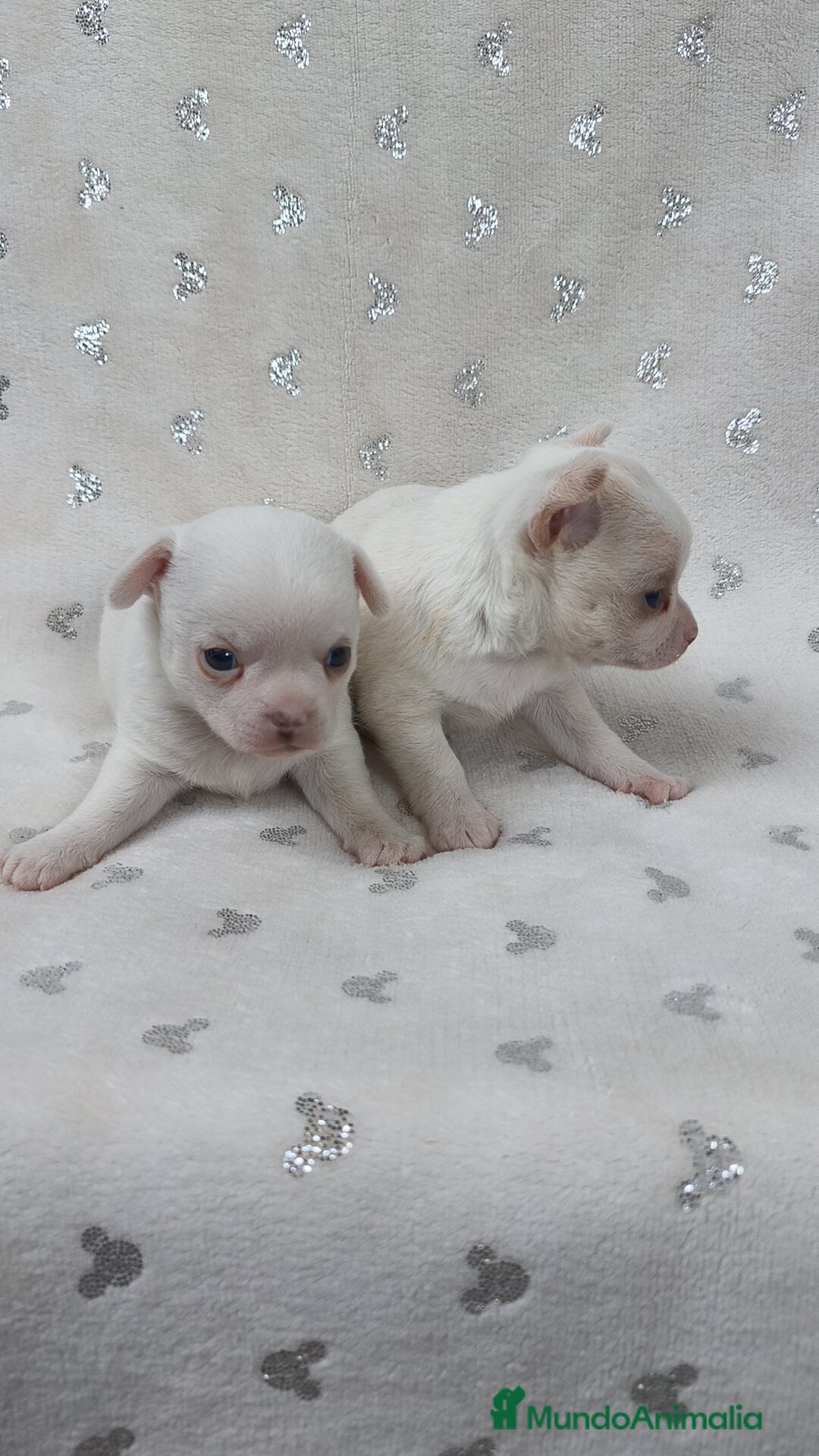 Chihuahua perros en venta: Chihuahua macho y hembra  - Imagen 1