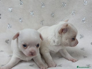 Chihuahua perros - Anuncio 2