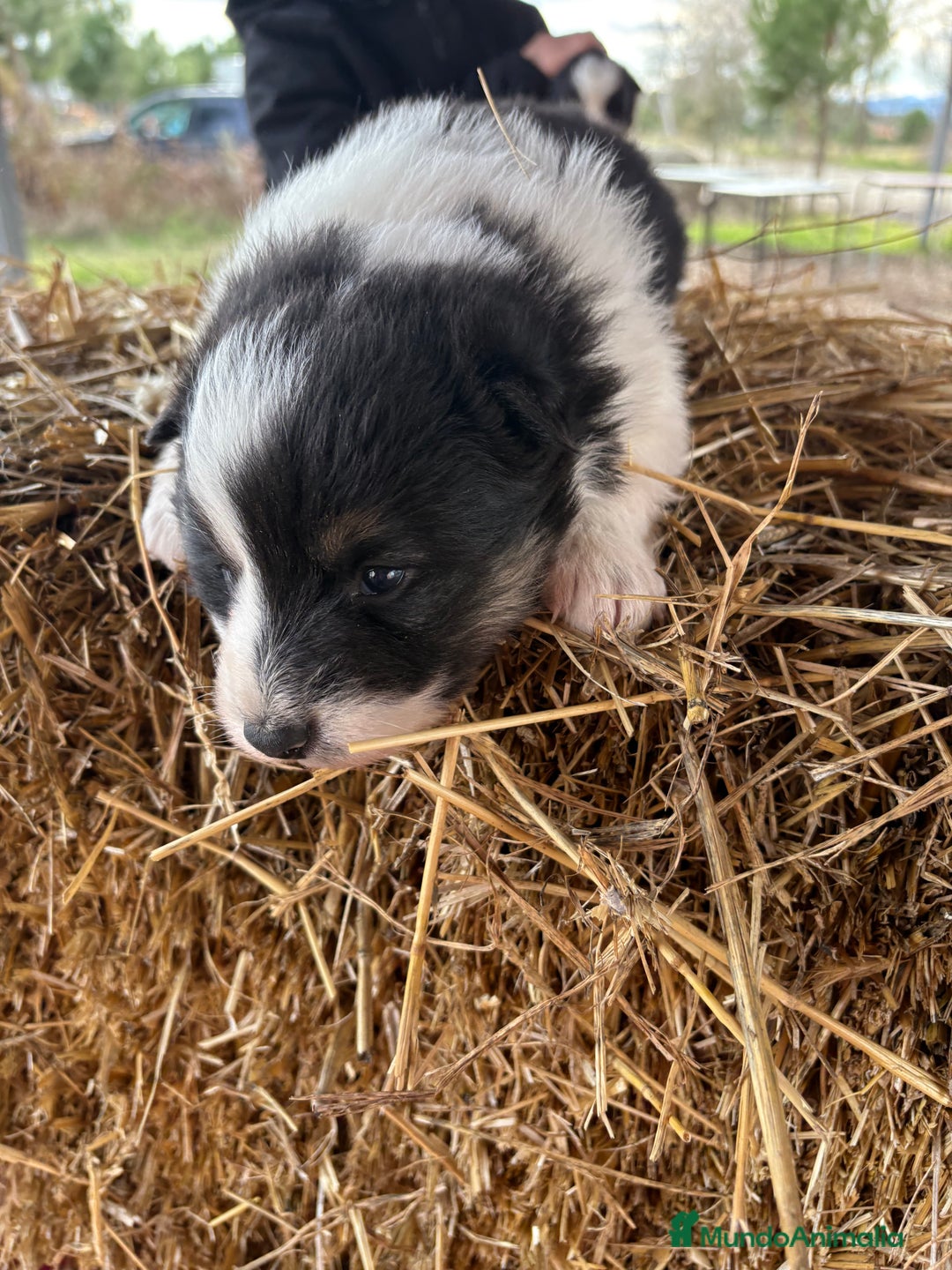 Border Collie perros en venta: Linda hembra de Border  collie  - Anuncio 3
