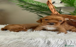 Cocker Spaniel Inglés perros en venta: COCKER SPANIEL INGLES - Imagen 14