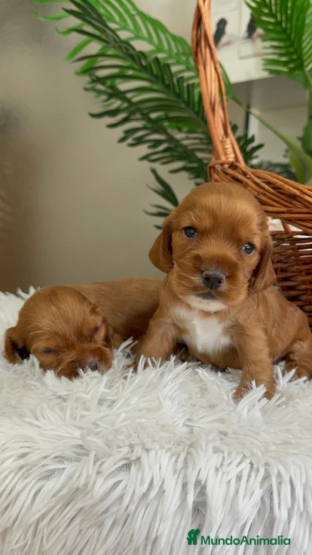 Cocker Spaniel Inglés perros en venta: COCKER SPANIEL INGLES - Imagen 14