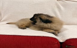 Pekinés perros en venta: Monísimo Pekines Imperial  - Imagen 6