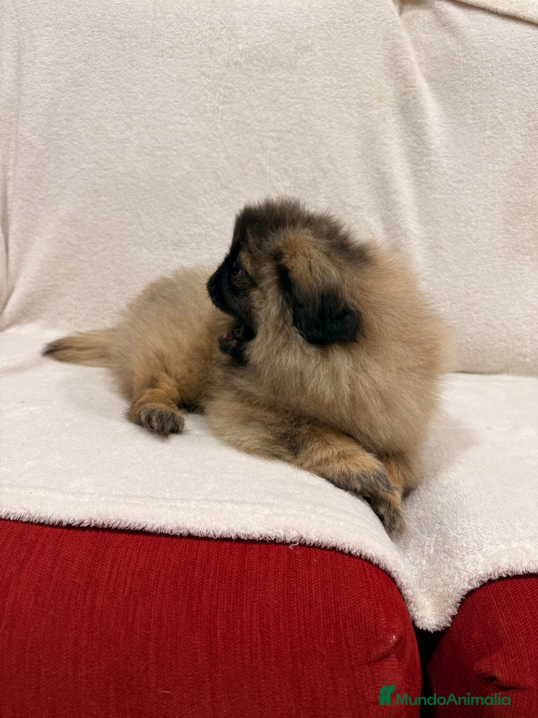 Pekinés perros en venta: Monísimo Pekines Imperial  - Imagen 6