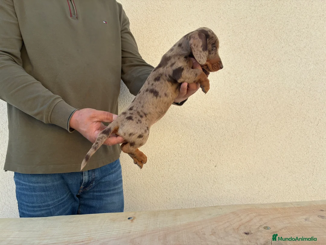 Teckel Miniatura perros en venta: Cachorra Teckel miniatura  - Anuncio 4