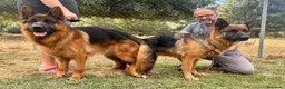 Pastor Alemán perros en venta: pastor alemán belleza alto standing - Anuncio 18