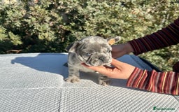 Bulldog Francés perros en venta: BULLDOG FRANCÉS MERLE OJOS AZULES!!! en Barcelona - Imagen 2