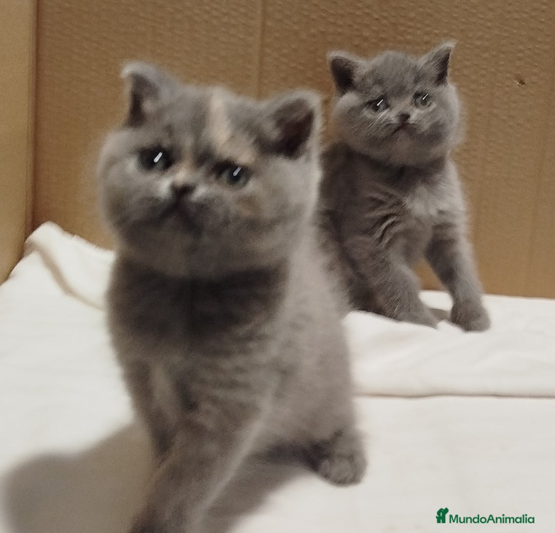 Británico de Pelo Corto gatos en venta: British Shorthair - Imagen 4