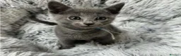 Azul Ruso gatos en venta: Azul ruso - Anuncio 2