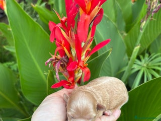 Maltipoo perros - Anuncio 5