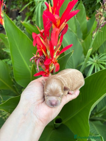Maltipoo perros - Anuncio 1