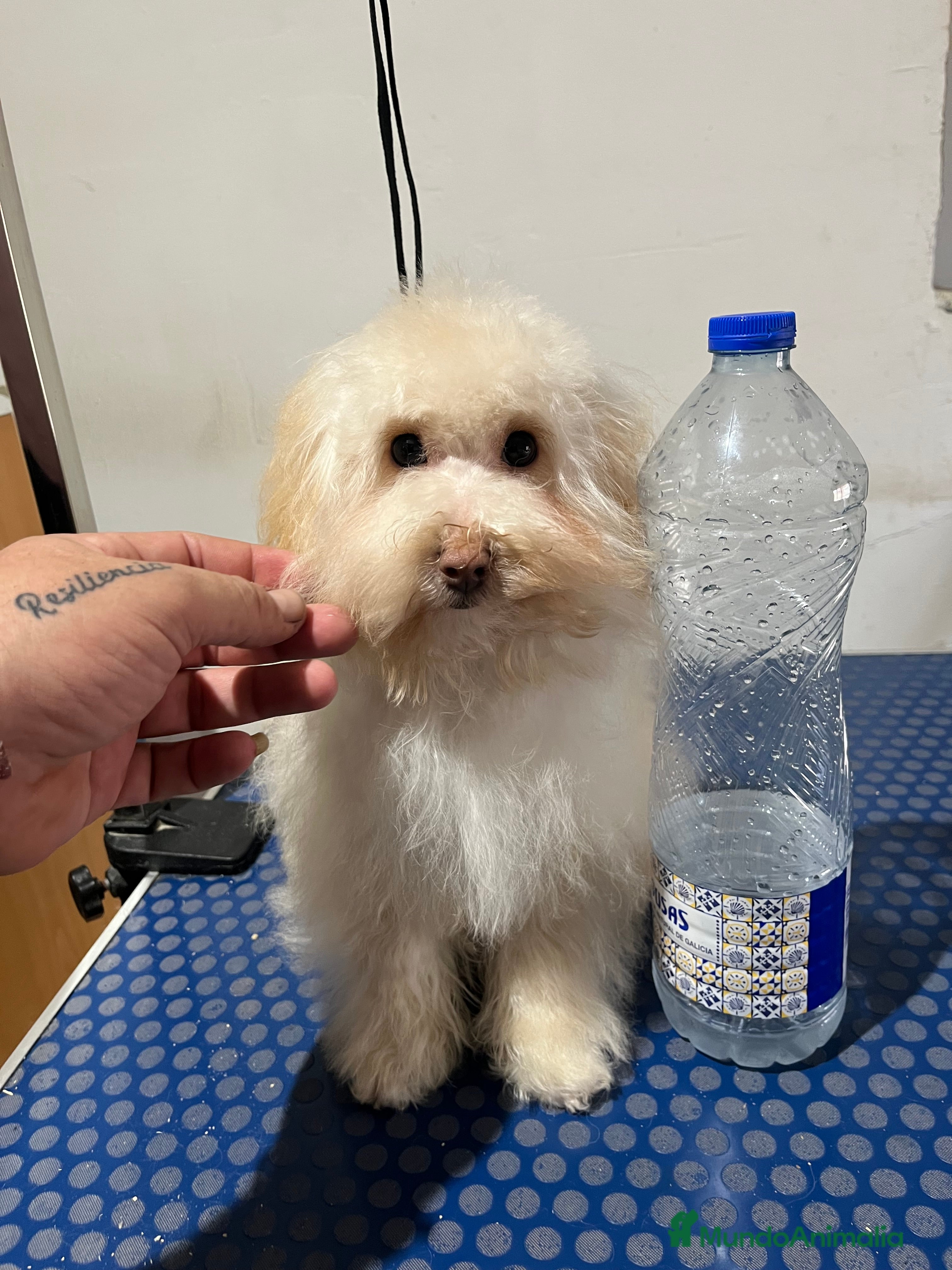 Maltipoo perros Maltipoo  - Anuncio 2