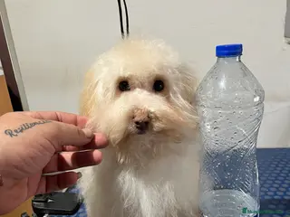 Maltipoo perros Maltipoo - Anuncio 10