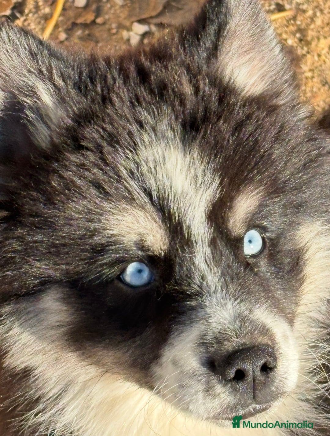 Pomsky perros en venta: Cachorro pomsky - Anuncio 10