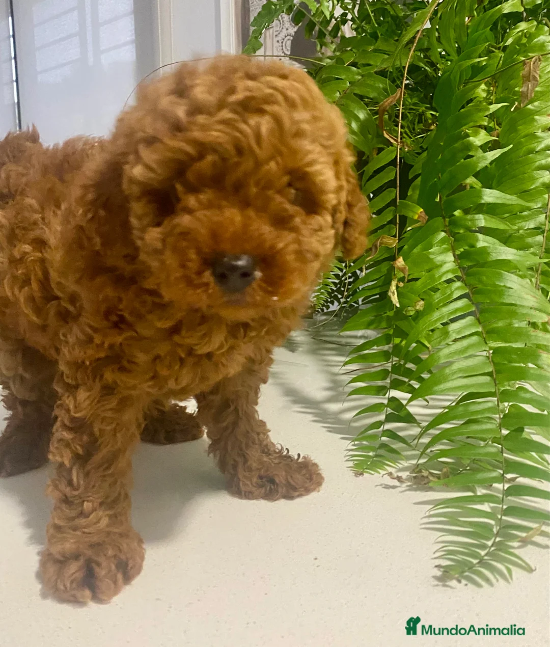 Caniche Enano perros en venta: Camada caniche rojo  - Anuncio 2