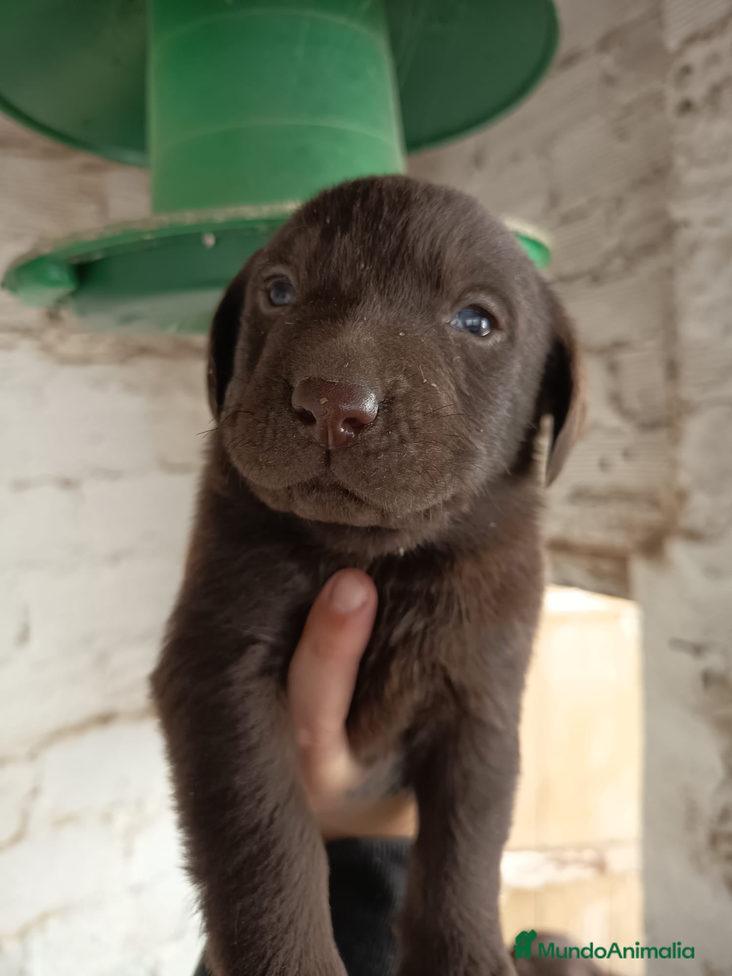 Labrador Retriever perros Labrador retriever chocolate  - Anuncio 2