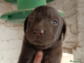 Labrador Retriever perros Labrador retriever chocolate - Anuncio 1