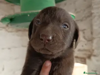 Labrador Retriever perros Labrador retriever chocolate - Anuncio 18
