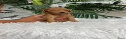 Caniche Toy perros en venta: CANICHE TOY  - Anuncio 20