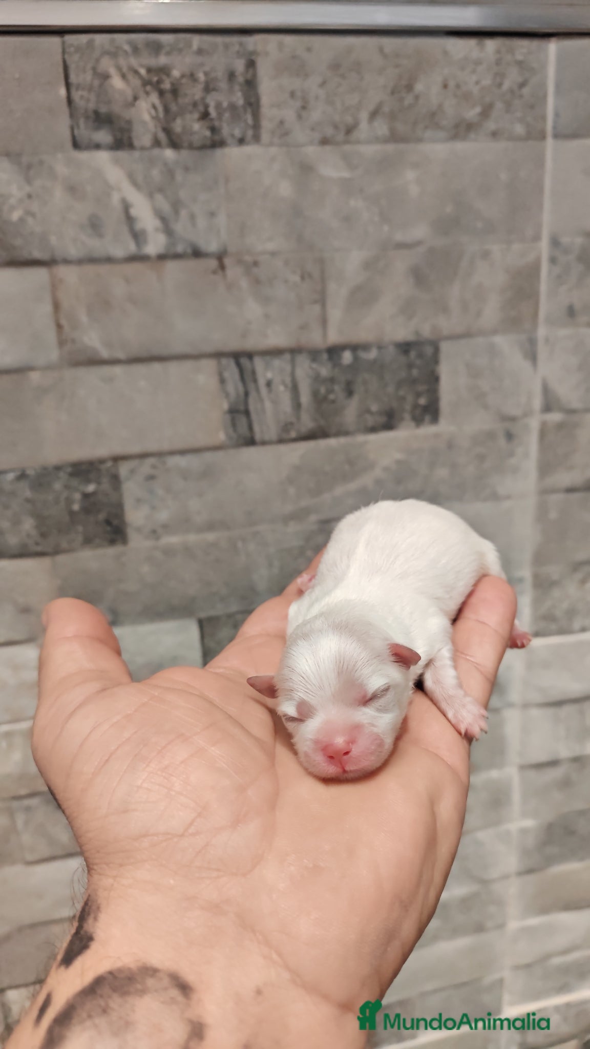 Pomerania perros Disponible 3 hembras y 1 machoPOMERANIA - Anuncio 22