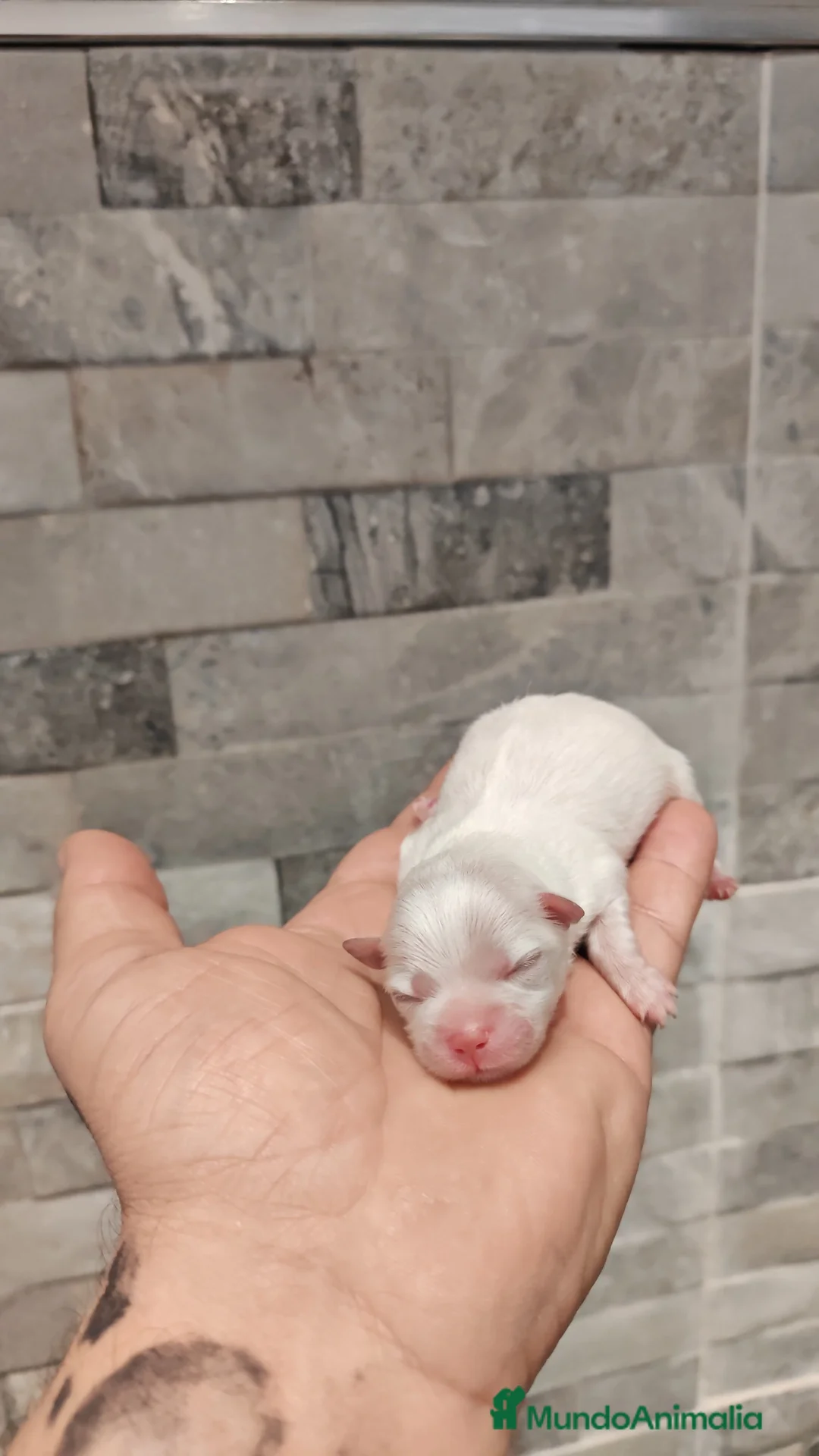 Pomerania perros en venta: Disponible 3 hembras y 1 machoPOMERANIA - Anuncio 1