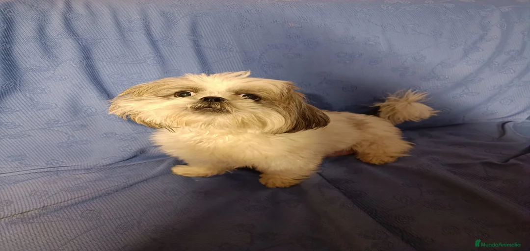 Imagen de galería {{count}}